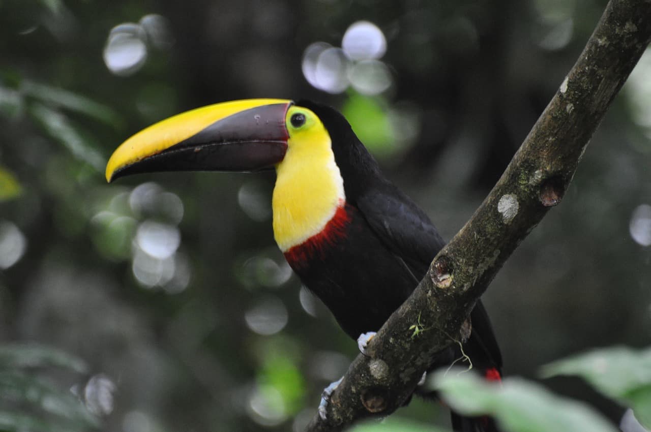 Costa Rica Adventure